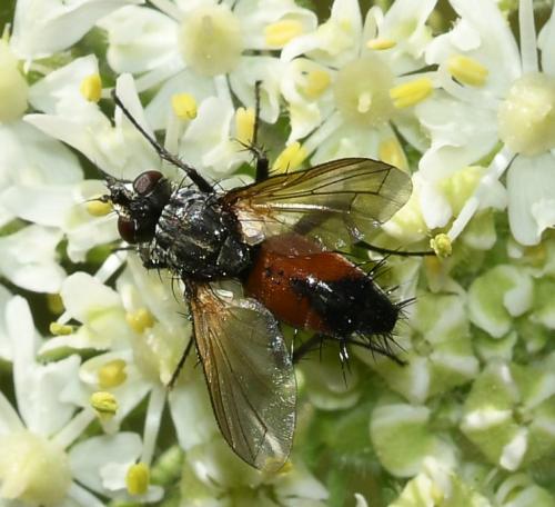 Réf. 265 172 : Eriothrix rufomaculata